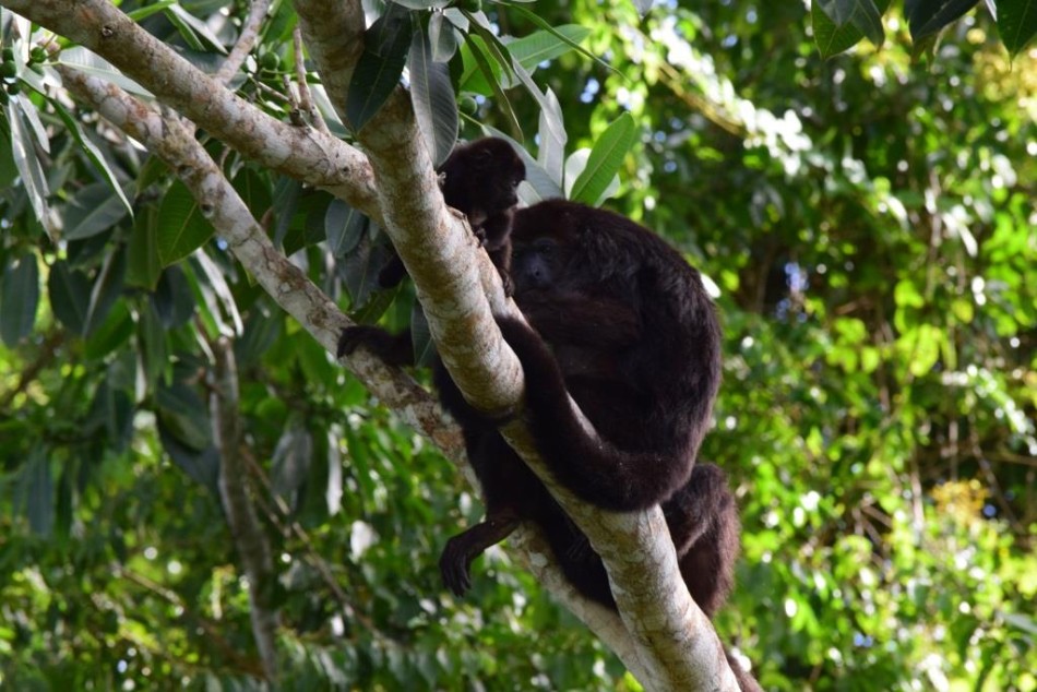 A troop of howler monkeys was recently photographed from the observation tower.