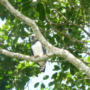 harpy eagle Archives - Belize Foundation for Research and Environmental  Education