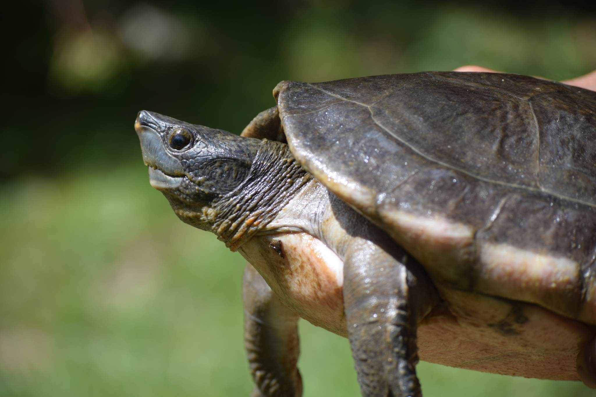 Hicatee Turtles Archives - Belize Foundation for Research and ...